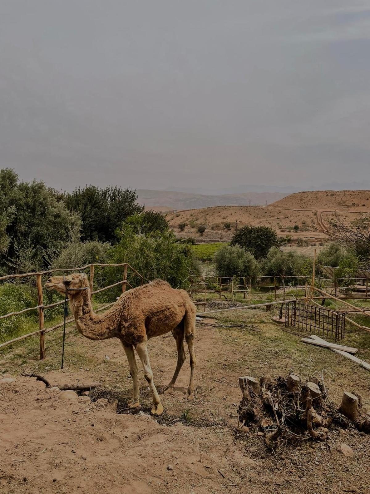 Les Terrasses Du Lac Marrakech Lalla Takerkoust Luaran gambar