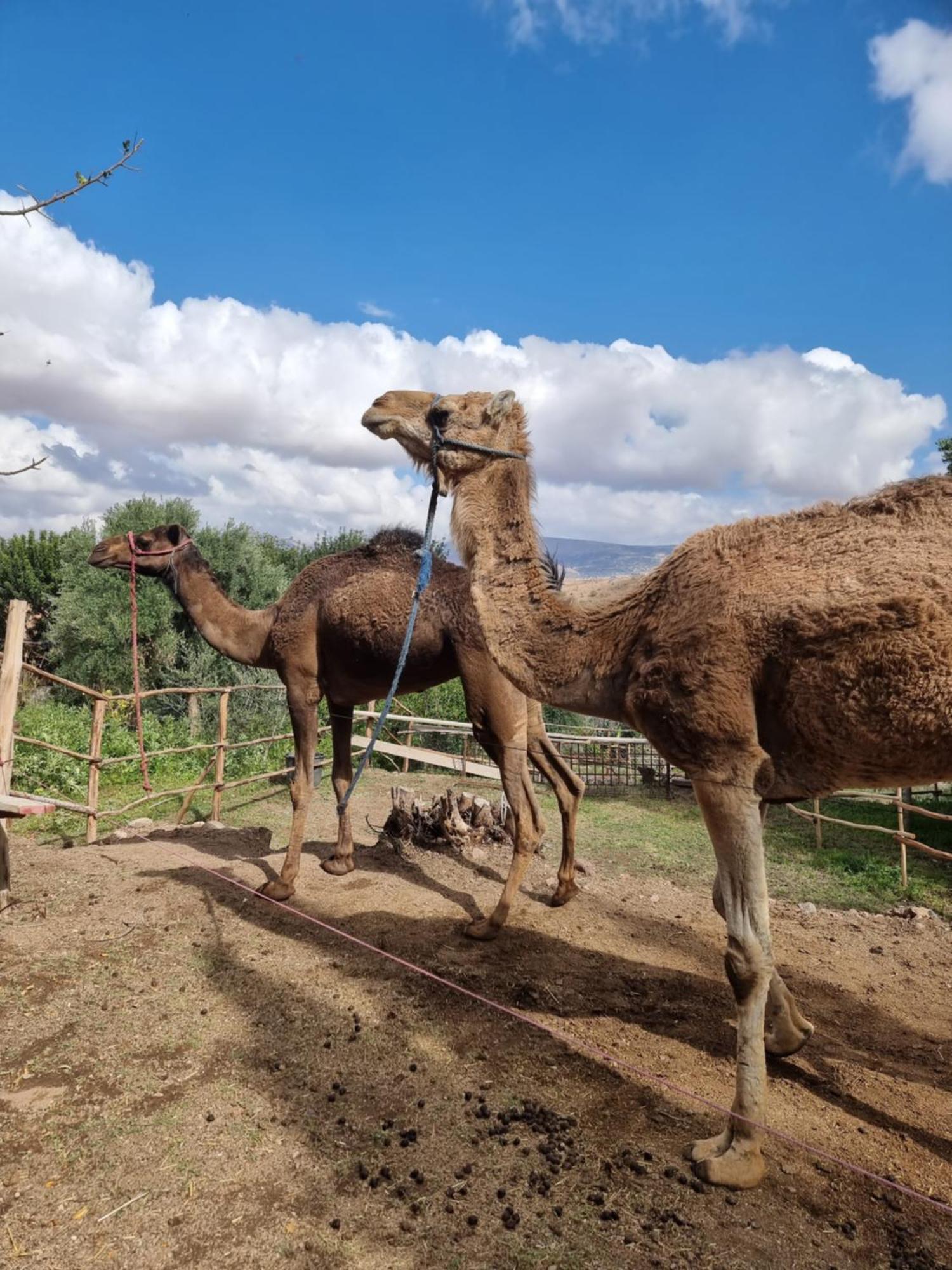 Les Terrasses Du Lac Marrakech Lalla Takerkoust Luaran gambar